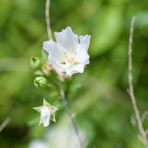 Callirhoe alcaeoides, photograph 2