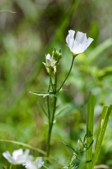 Callirhoe alcaeoides, photograph (c) Joshua Ebright, some rights reserved (CC BY)