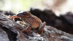 Litoria everetti