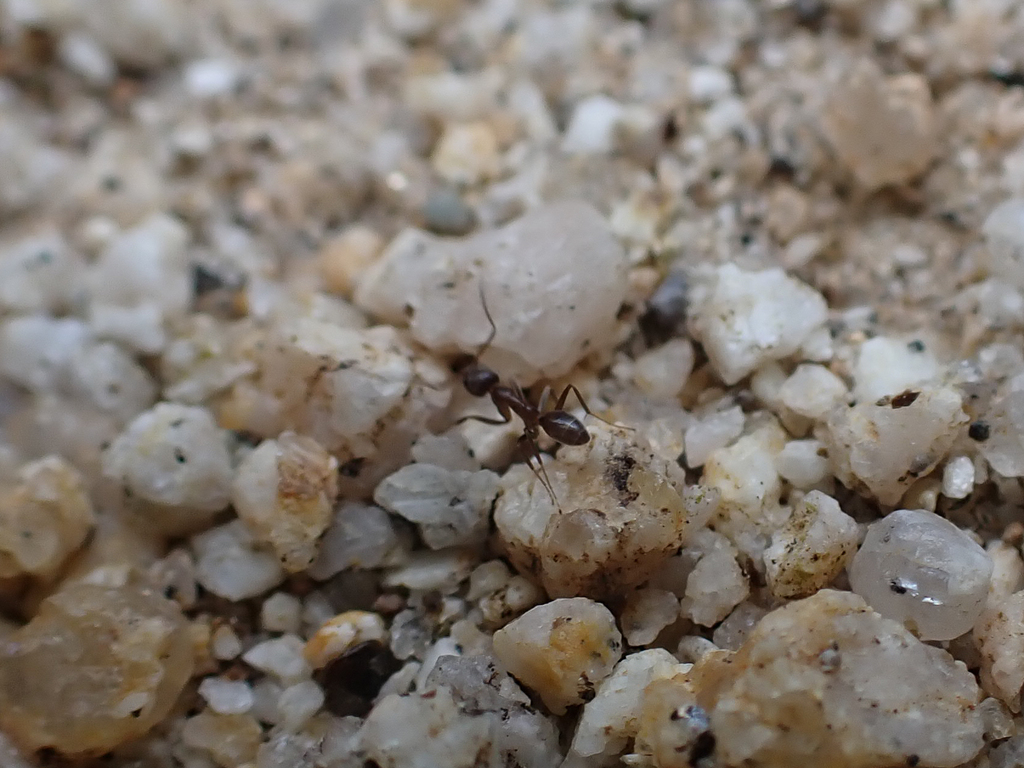 Ant Ranch Scam Argentine Ant from Stock Ranch Commercial, Citrus Heights, CA 95621 ...