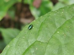 Agrilinae