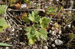 Ranunculus oxyspermus
