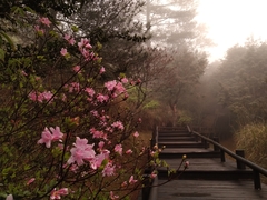Rhododendron noriakianum