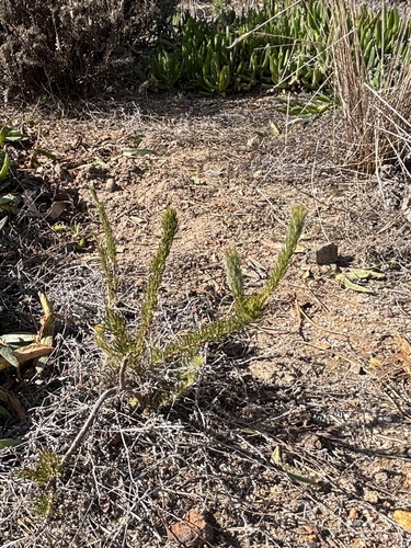Serruria trilopha, photograph 4