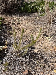 Serruria trilopha, photograph (c) Caroline Voget, some rights reserved (CC BY)