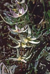 Erythronium citrinum