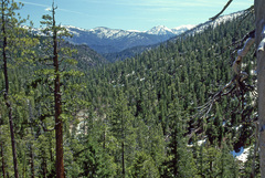 Erythronium citrinum