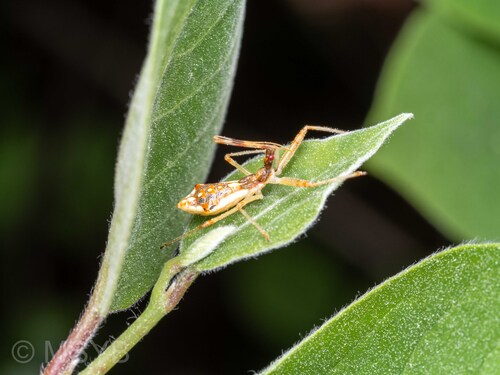 Epidaus tuberosus