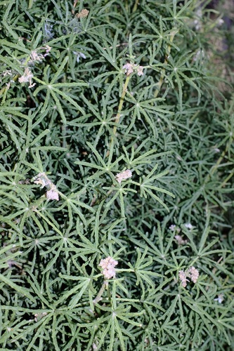 Choisya dumosa, photograph 1
