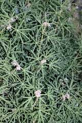 Choisya dumosa