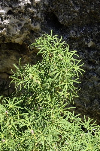 Choisya dumosa, photograph 2