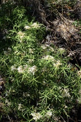 Choisya dumosa, photograph (c) Nathan Aaron, some rights reserved (CC BY)