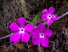 Phlox nana