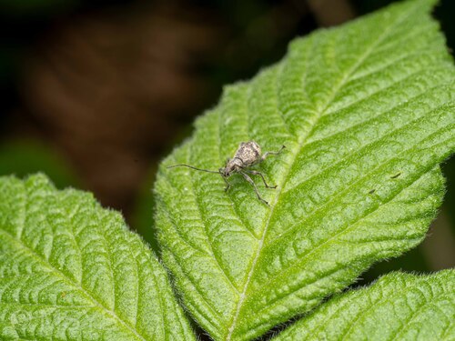 Eumyllocerus rotundicorpus