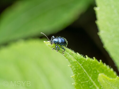 Basilepta leechi
