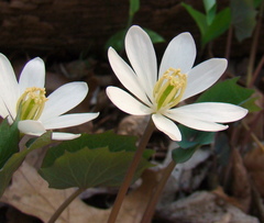 Jeffersonia diphylla