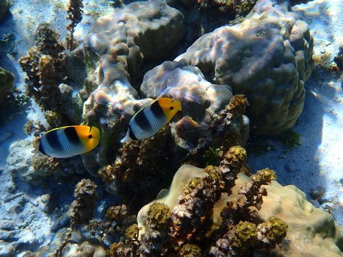 Chaetodon ulietensis