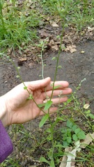 Myosotis macrosperma