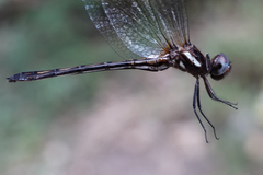 Macrothemis imitans