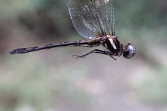 Macrothemis imitans