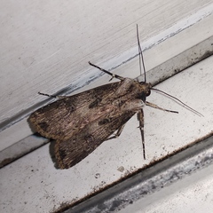 Agrotis malefida