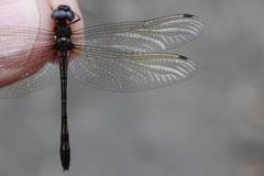 Macrothemis imitans
