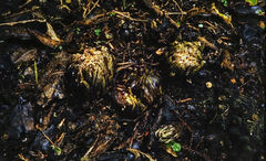 Dactylanthus taylorii