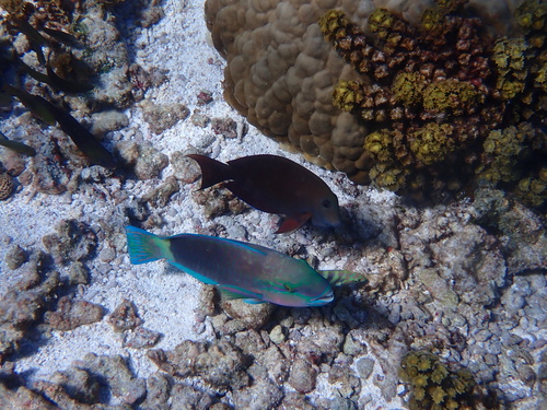 Chlorurus spilurus