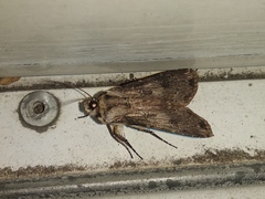 Agrotis malefida