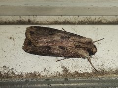 Agrotis malefida
