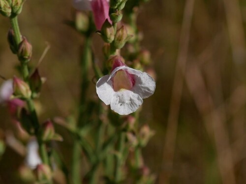 Centranthera hispida observed 2026-04-24