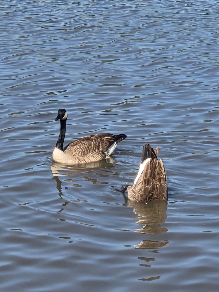 Geese In Kansas Canada Goose from Olathe, Kansas, EE. UU. on April 28, 2026 at 12:12 AM ...