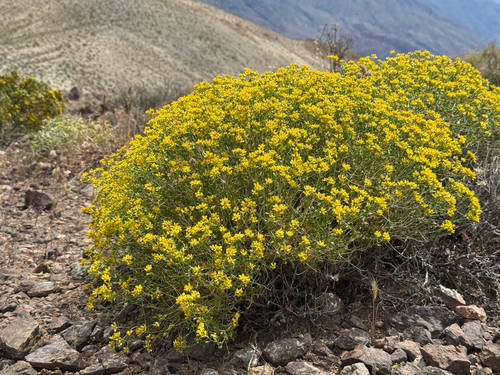 Amphipappus fremontii, 2026-04-27