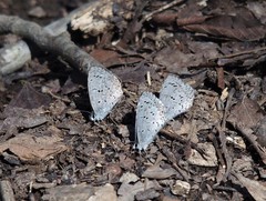 Celastrina ladon