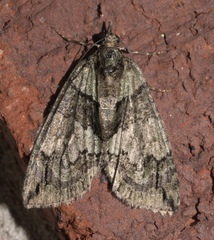 Hydriomena pluviata