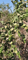 Thymelaea hirsuta