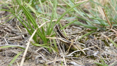 Macrotona securiformis