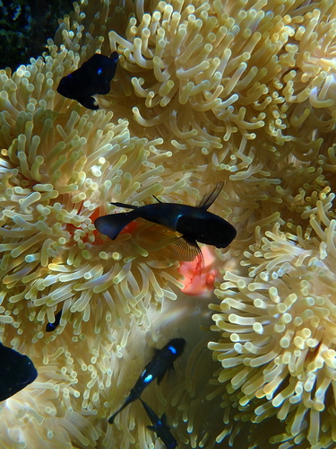 Dascyllus trimaculatus