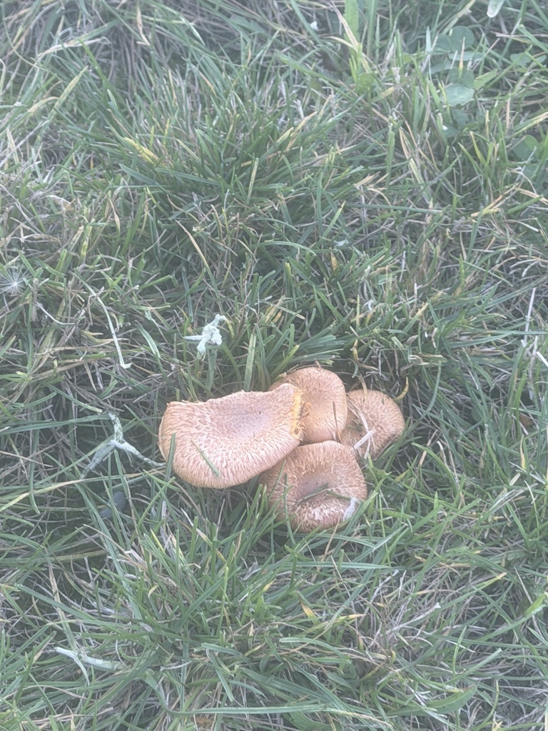 Gymnopilus junonius · April 2026 · photo: © kate_curtis (iNaturalist, cc-by)