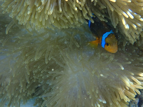 Amphiprion maohiensis