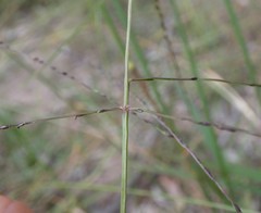 Digitaria breviglumis