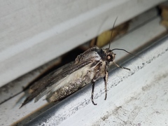 Agrotis malefida