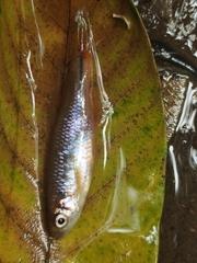 Devario chrysotaeniatus