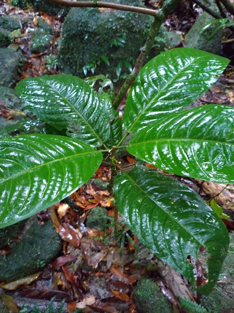 Actephila foetida