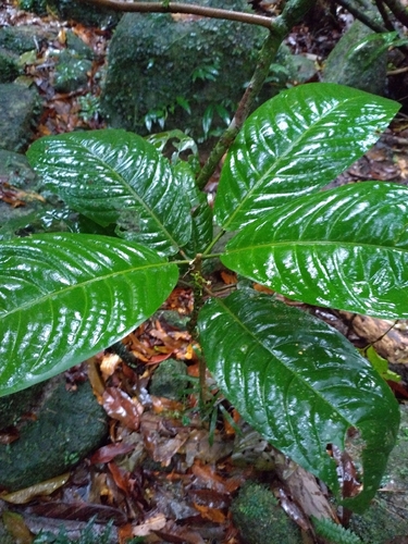 Actephila foetida