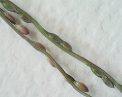 Digitaria breviglumis