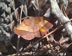 Metarranthis obfirmaria