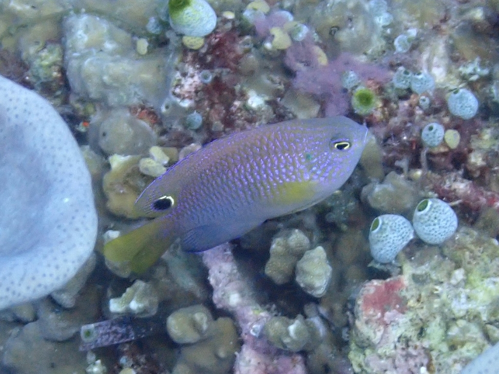 Ocellate Damselfish