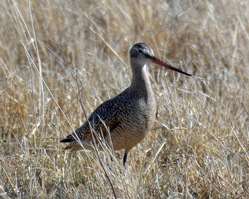 Marbled Godwit