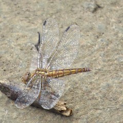 Brachythemis lacustris